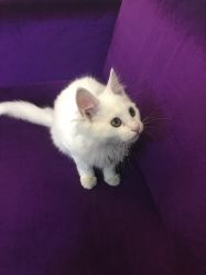 -麦莎MA3A摄影工作室(美兰金邸店)