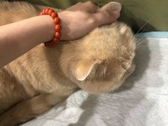 -伟伟宠物医院·CT影像中心·瑞派犬猫综合性门诊(汉口总院)