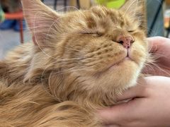 -平行世界·猫咖(首经贸店)