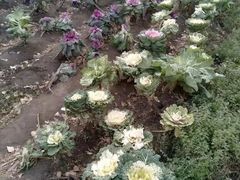 -黑龙江省森林植物园
