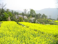 -婺源风景区