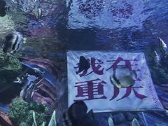 -重庆欢乐海底世界