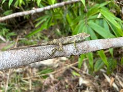 -海南热带雨林国家公园吊罗山景区