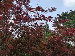 -广州市帽峰山景区