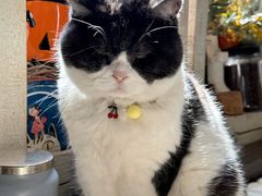 -海边的猫和咖啡馆