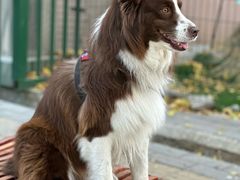 -三里屯东五街银杏大道