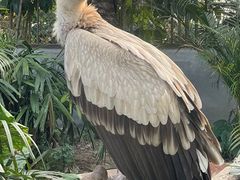 -广州长隆飞鸟乐园