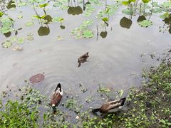 -西湖风景区-江洋畈生态公园