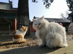 -大觉寺-停车场