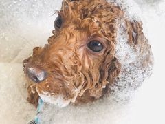 -PETKIT小佩宠物(古北店)