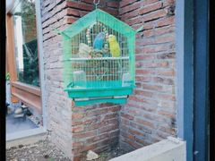 -LA  PETANQUE(泰安路店)