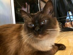-Cappucimeow猫咪咖啡馆(韦伯时代店)