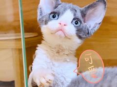 -十年猫舍·猫咪专门店(普陀店)