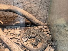 -上海大自然野生昆虫馆(东方明珠·爬宠昆虫探索中心)