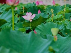 -莲花池公园