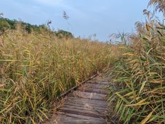 -西青郊野公园