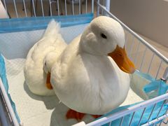 -怪兽屋·羊驼·猫咖·狗咖(俊华广场店)