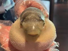 -肆月河豚·淮扬菜·湘菜(华天店)