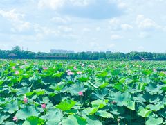 -荷塘月色湿地公园·向阳花洲