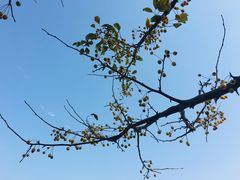 -梁鸿国家湿地公园