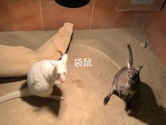 -萌宠奇缘