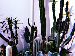 -收获咖啡HARVEST RESERVE(苍山店)