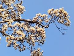 -秋霞圃