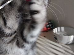 -东方名猫馆·英短金渐层布偶猫舍(环线广场1号楼店)