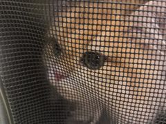 -瑞鹏宠物医院·宠保定点·心脏科·内科(御桥分院)