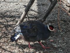 -青藏高原野生动物园
