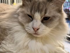 -猫房·猫吧·猫咖(龙湖时代汇店)