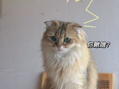 -猫小主咖啡·猫咖cat cafe(福田店)