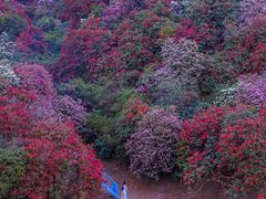 -贵州百里杜鹃风景名胜区