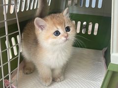 -lincat·猫舍(广州店)