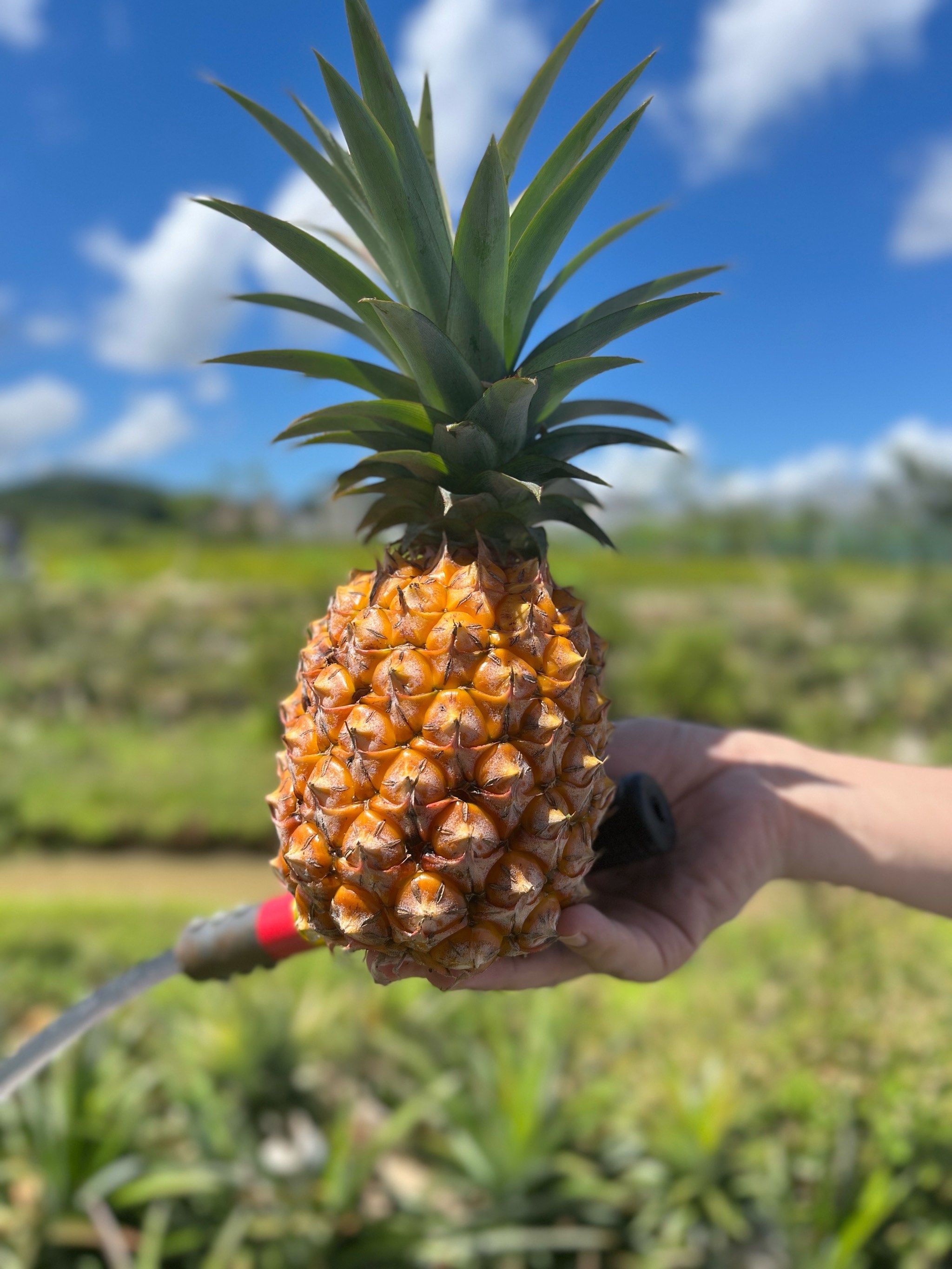 坦洲也可以摘菠萝啦