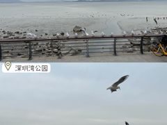 -深圳湾公园(南山区)