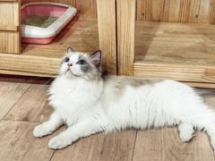 -Bastet sally猫舍购宠(静安店)