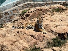 -西霞口神雕山野生动物世界