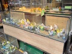 -青石桥花鸟鱼虫市场(叠翠城店)