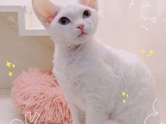 -十年猫舍·猫咪专门店(普陀店)