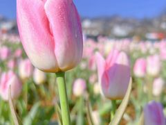 -凉都花海温泉旅游度假区