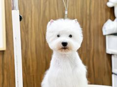 -鑫艺宠物美容培训学校