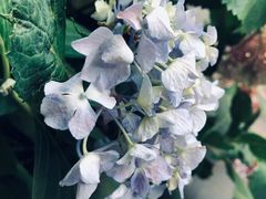 -上海市黄浦区香山中医医院