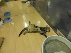 -宠物世家(仲盛世界商城店)