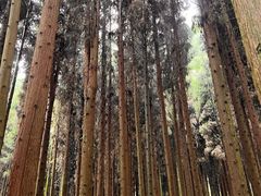 -武陵山森林公园