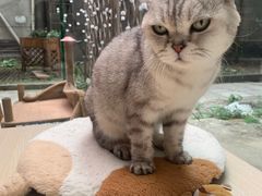 -猫咪派对(江南西店)
