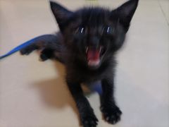 -瑞派动物医院·猫专科·至诚(江南中分院)