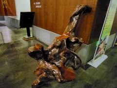 -观唐（国际）度假村温泉