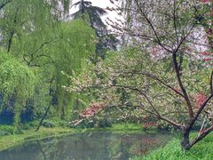 -柳浪闻莺公园
