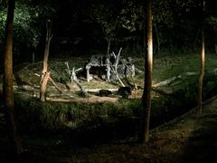 -清迈夜间动物园